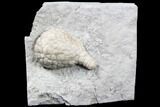 Cystoid Fossil (Holocystites) on Rock - Indiana #85704-1